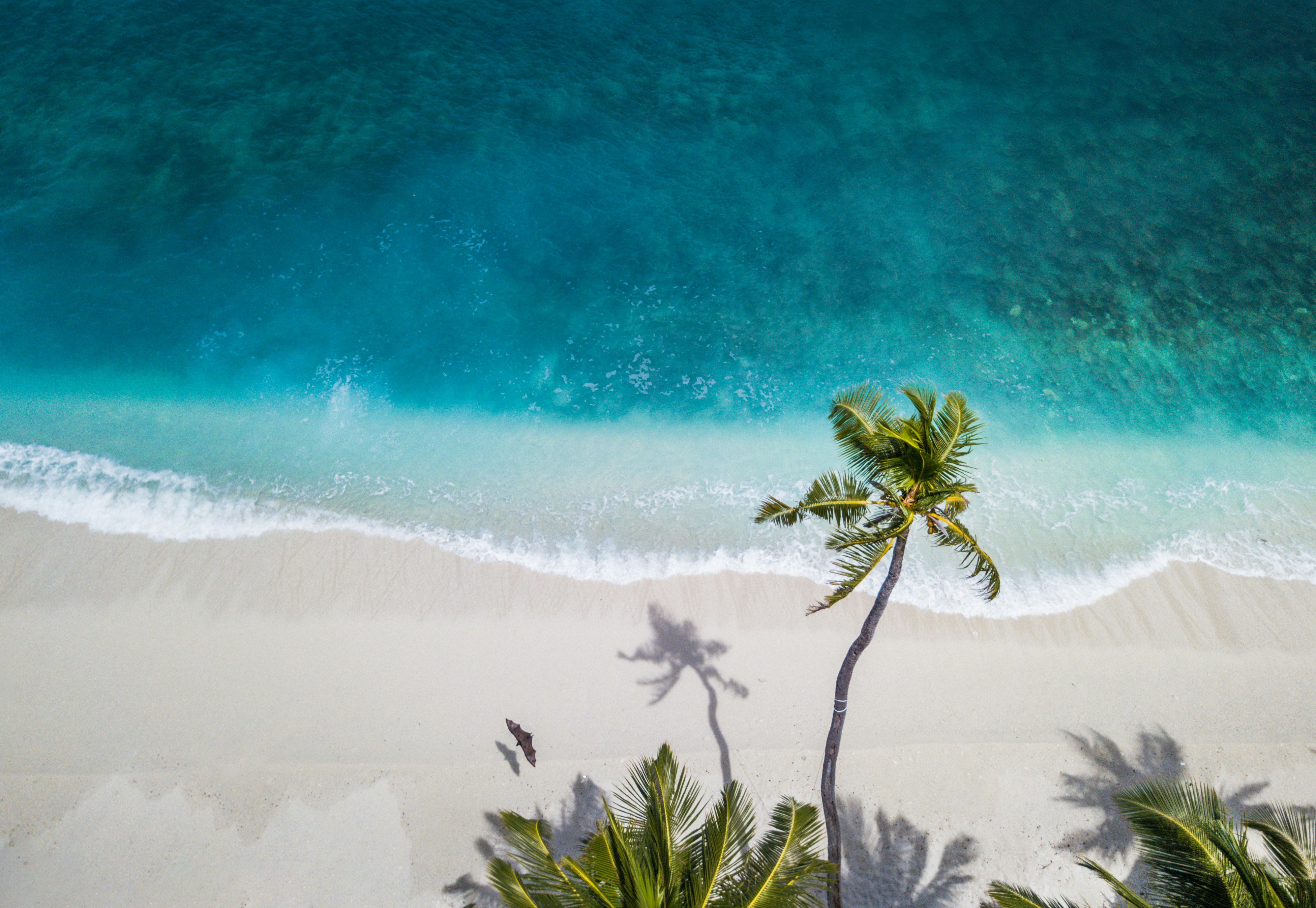 Playa tropical con palmeras y agua turquesa