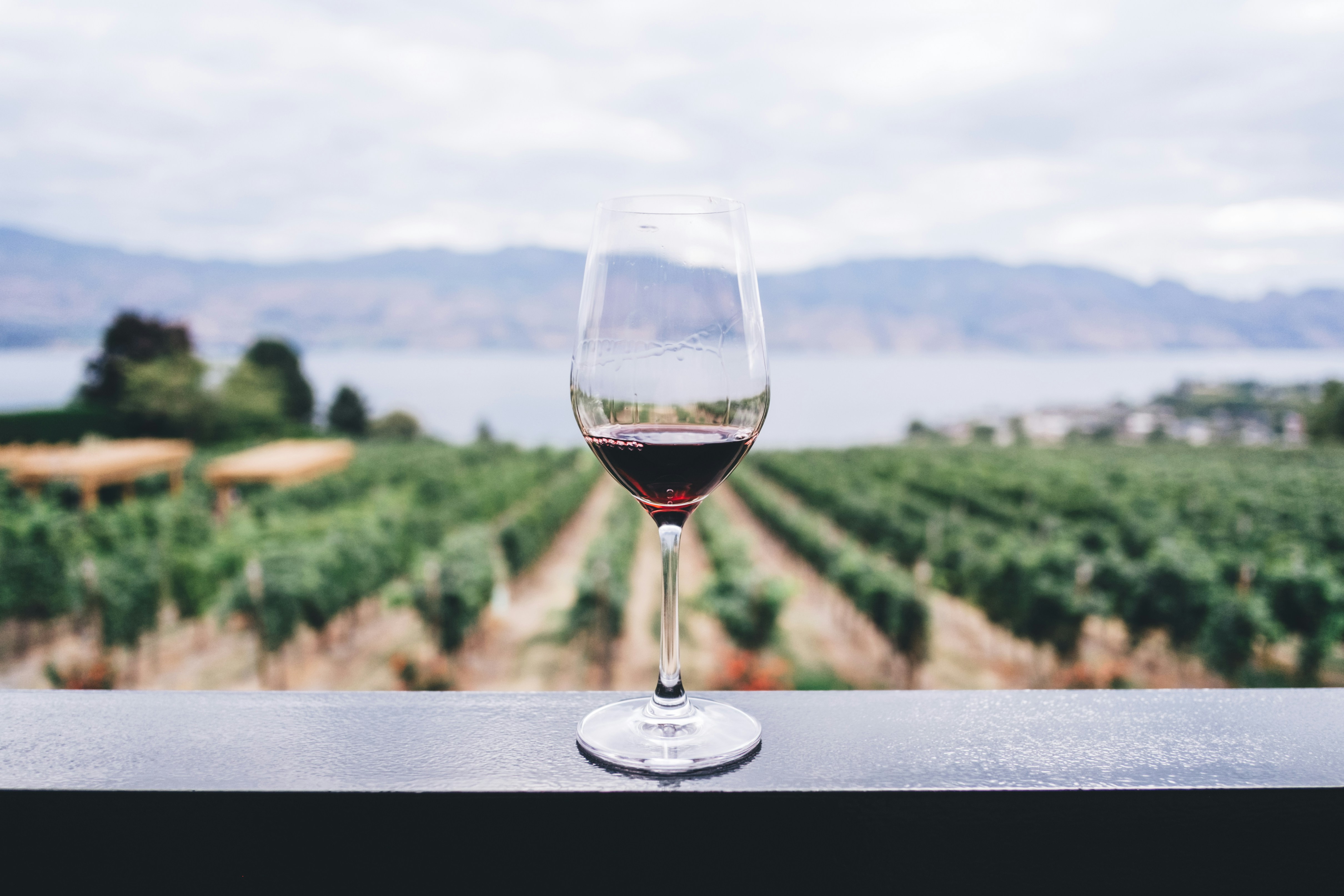 Copa de vino tinto en viñedo